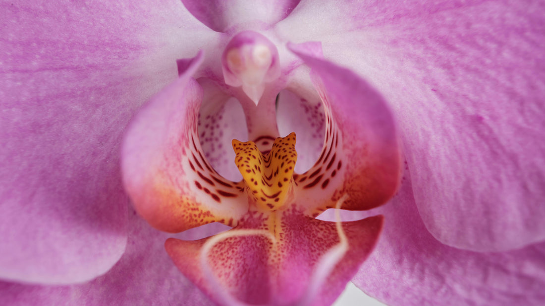 Macro close-up of a flower interior representing the complex ecosystem of the human ovary
