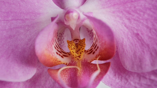 Macro close-up of a flower interior representing the complex ecosystem of the human ovary
