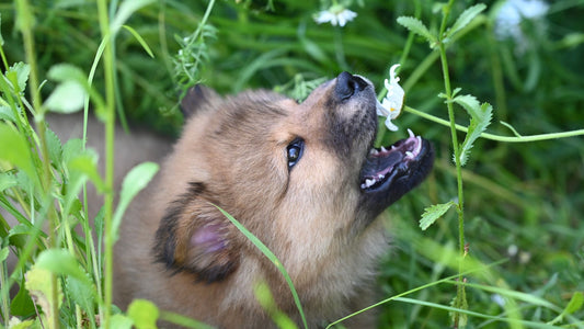 A puppy among flowers