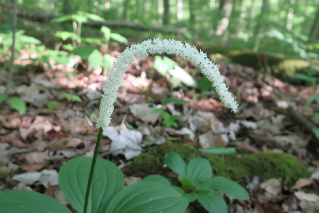 Chamaelirium luteum (false unicorn root / fairy wand) in bloom — an arching white flower spike photographed in its natural woodland habitat