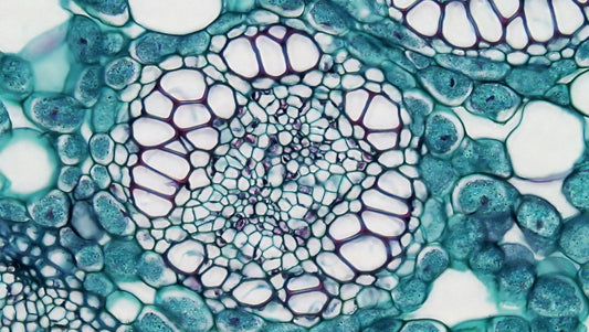 Microscopy cross-section of sweet flag (Acorus calamus) showing intricate cellular structure, representing the complex biological ecosystem of the human ovary